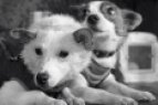 Animales cosmonautas