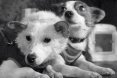 Animales cosmonautas
